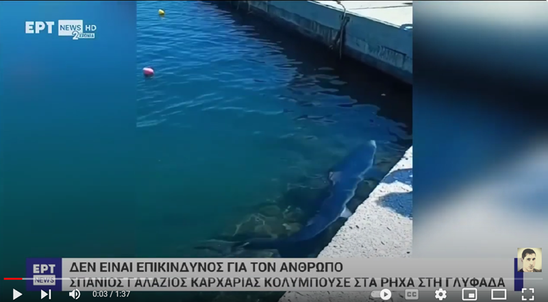 Ο γαλάζιος καρχαρίας στις ελληνικές θάλασσες. Τι πρέπει να κάνουμε όταν τον δούμε...