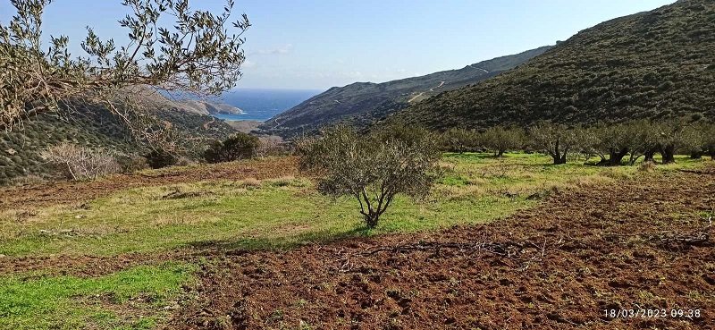 ΑΓΡΟΤΙΚΗ ΑΝΔΡΟΣ: Ανοιξιάτικα σκαλίσματα στ' αμπέλια 