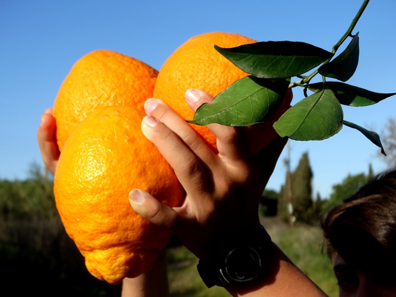 Κτήμα Λιοπύρου: Της γης το χρυσάφι... 