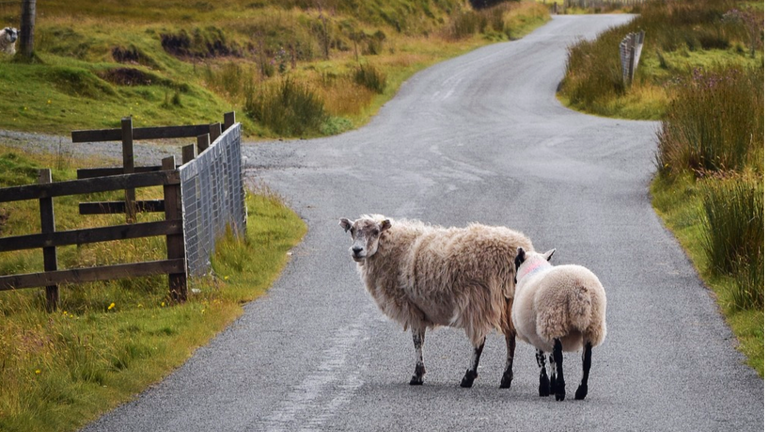 ΠΡΟΣΟΧΗ ΣΤΑ ΑΝΕΠΙΤΗΡΗΤΑ ΖΩΑ: Ο Δήμος Άνδρου να πάρει μέτρα...