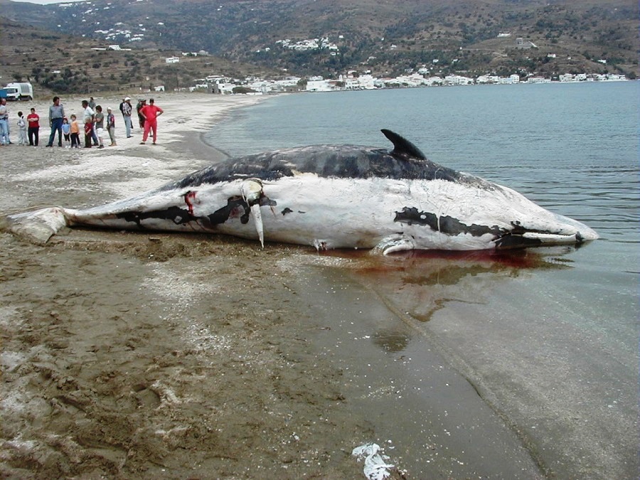 ΝΤΟΚΟΥΜΕΝΤΟ 20.5.2001: Η τραγική νύχτα για τις φάλαινες της Άνδρου…