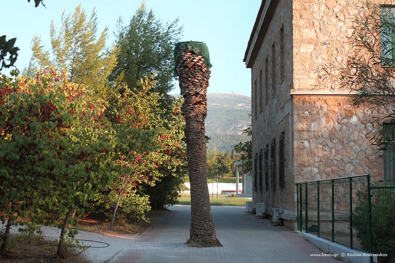 Προσοχή σκαθάρι «δολοφόνος» δρα στις Κυκλάδες. Οδηγίες αντιμετώπισης του.