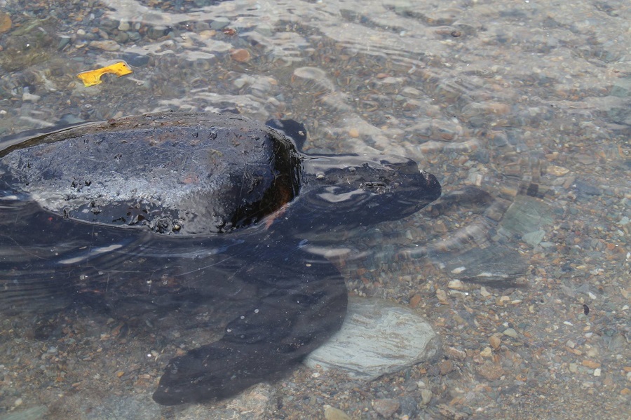 Άνδρος: από τις φώκιες monahus monahus στη χελώνα caretta caretta!!!…