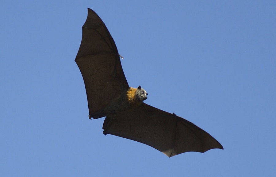 Οι άγνωστες νυχτερίδες της Άνδρου και τα καταφύγια τους