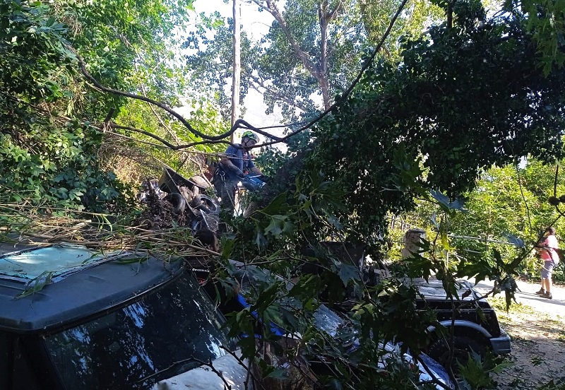 Κόπηκε ο πλάτανος κι άνοιξε ο δρόμος στον Πιτροφό...