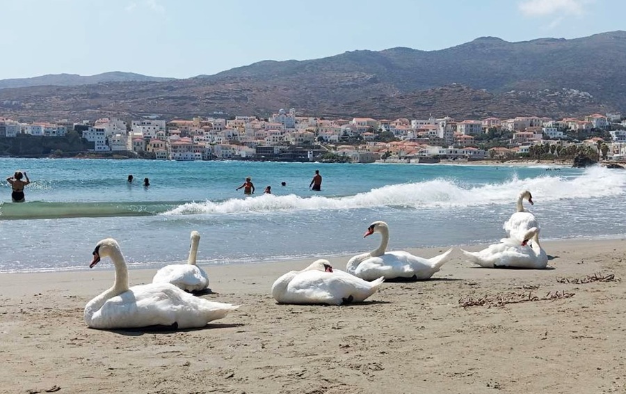 ΟΙ ΑΝΑΓΝΩΣΤΕΣ ΦΩΤΟΓΡΑΦΙΖΟΥΝ: Η ηλιοθεραπεία των κύκνων και άλλες ωραίες ιστορίες