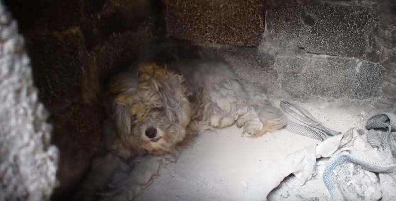 Ζωντανό σκυλάκι κρυμένο σε φούρνο στο καμμένο δάσος!!!... (φωτογραφίες-βίντεο)