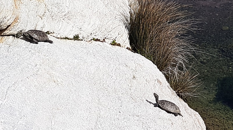 Η βιοποικιλότητα της Άνδρου Νο 2: Χελώνες στη Φάσα!!! 