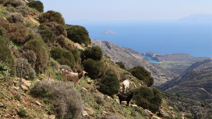 ΝΗΣΙΑ ΥΠΟ ΠΟΛΙΟΡΚΙΑ: Η ελεύθερη βόσκηση σε Τήνο, Σίφνο, Άνδρο... 