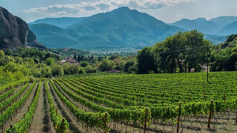 Το κρασί, η Νεμέα και η Άνδρος! Μύθοι και ιστορίες ποτισμένες με αγιωργίτικο κρασί...