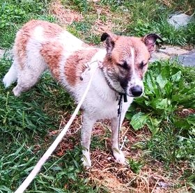 ΒΡΕΘΗΚΕ H ΙΔΙΟΚΤΗΤΡΙΑ ΤΟΥ ΣΚΥΛΟΥ ΚΑΙ ΠΗΓΕ ΚΑΙ ΤΟΝ ΠΗΡΕ