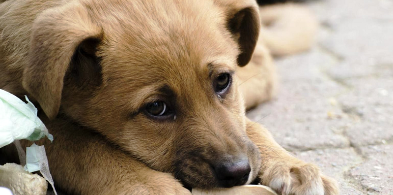 Τα αδέσποτα: και φόλες και… φροντίδα!!!