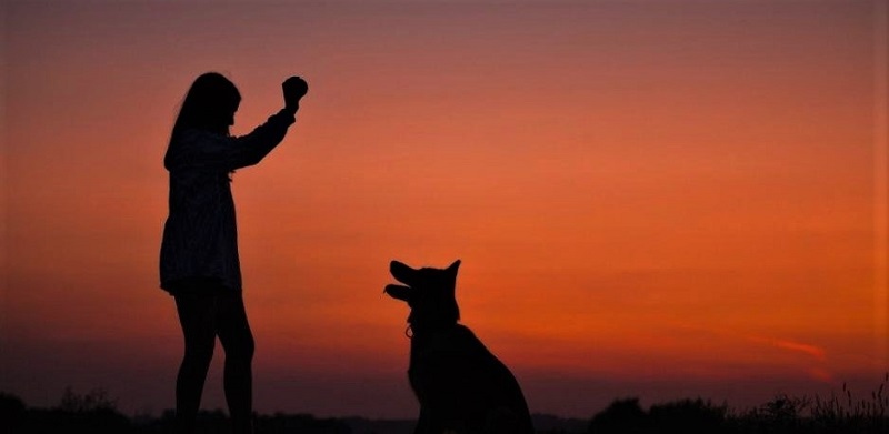 Ο Δήμος Άνδρου δημιουργεί οργανωμένο καταφύγιο αδέσποτων ζώων.