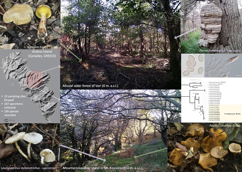 Πάνω από 100 είδη μανιταριών στην Άνδρο! Τα 21 καταγράφονται πρώτη φορά!