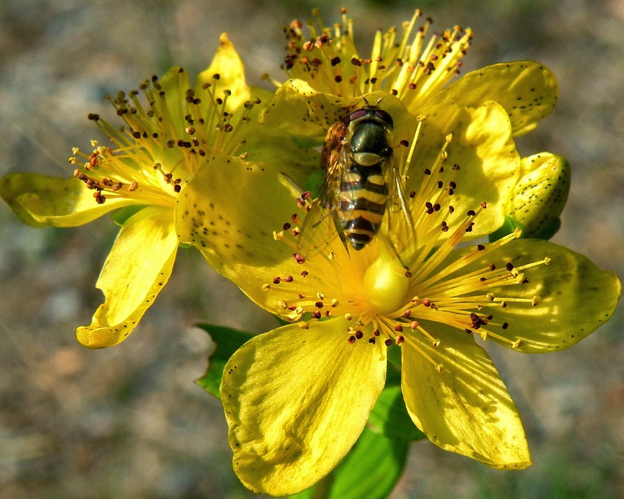 Το μέλι μπορεί να γίνει χρυσάφι - Νέα αρχή στην μελισσοκομία της Άνδρου