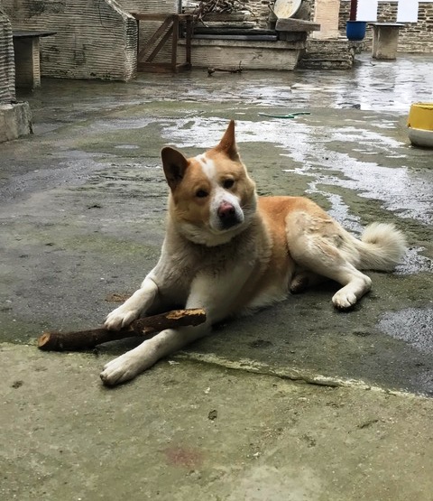 Ξέρετε τον Φοίβο;