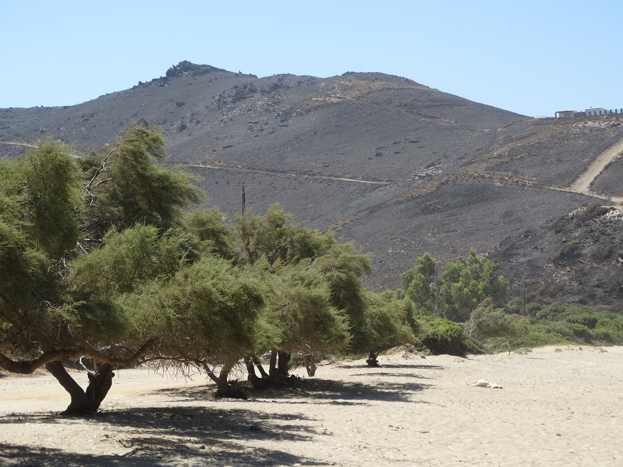 Καταπέλτης η WWF Hellas για τους εμπρηστές της Άνδρου