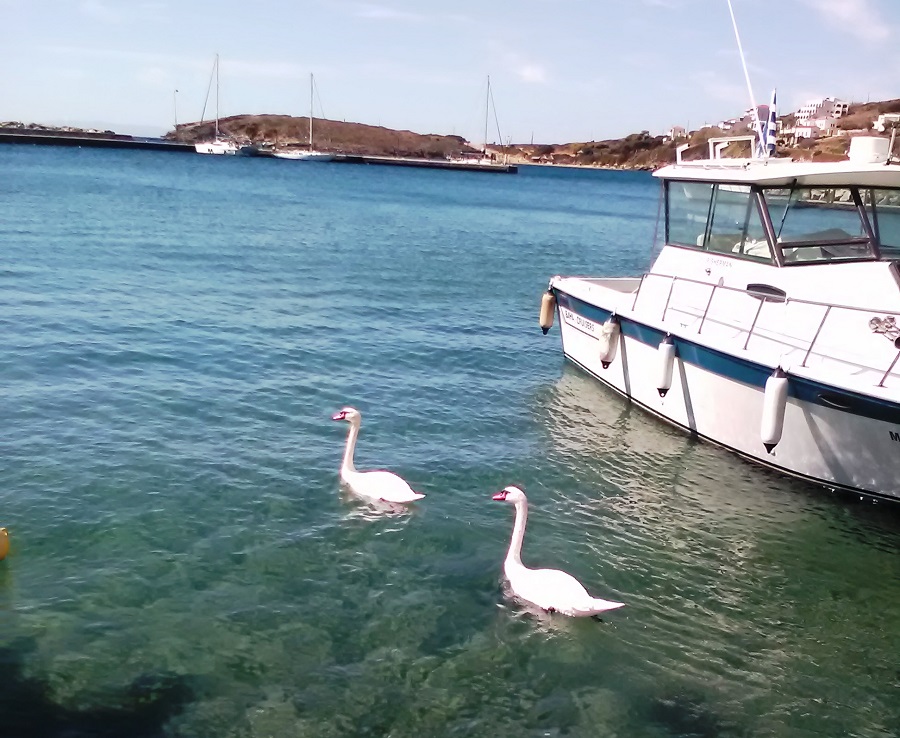 Καλά νέα… βρέθηκε νύφη στο Μπατσί!!!