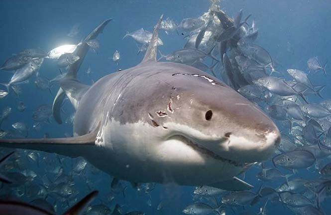 Καρχαρίας, ένας… εφιάλτης! Ενημέρωση εν όψει καλοκαιριού…